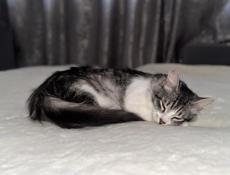 Кошечка Мила