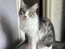 Кошечка Мила