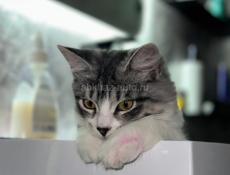 Кошечка Мила