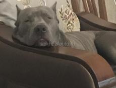 Стаф