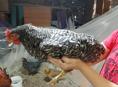 Продаются молодые петушки Кучинской Юбилейной и Плимутрок