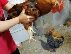 Продаются молодые петушки Кучинской Юбилейной и Плимутрок