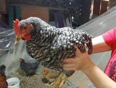 Продаются молодые петушки Кучинской Юбилейной и Плимутрок