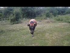 Бычок 