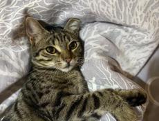 Кошка