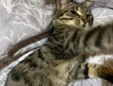 Кошка