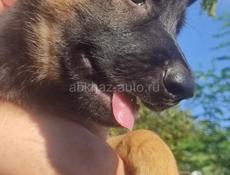Немецкая овчарка
