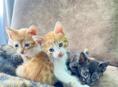 Котята в хорошие руки
