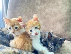 Котята в хорошие руки