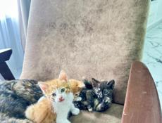 Котята в хорошие руки