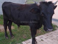 Бычок 65 кг Срочно