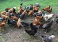 Продам куры домашние
