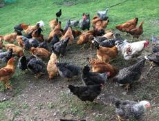Продам куры домашние