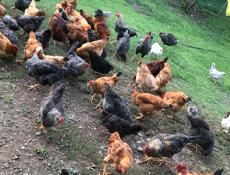 Продам куры домашние