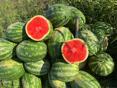 Продается арбуз 🍉 