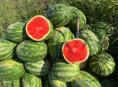 Продается арбуз 🍉 