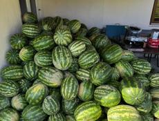 Продается арбуз 🍉 