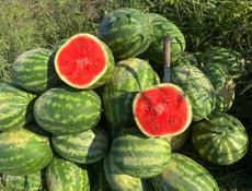 Продается арбуз 🍉 