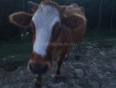 Продаю коровы