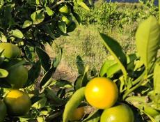 Саженцы мандарин ранний