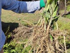 Саженцы мандарин ранний