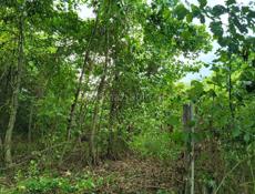 участок по ул. Инал-Ипа, Алахадзы, 6 соток