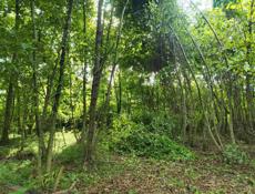 участок по ул. Инал-Ипа, Алахадзы, 6 соток