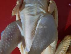 Куры 