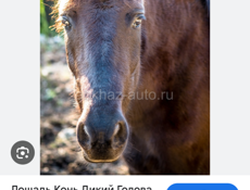 Куплю Жеребёнка коня ни больше года 
