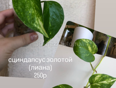 комнатные цветы