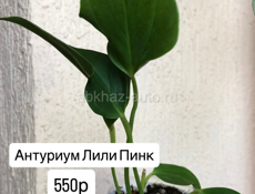 комнатные цветы