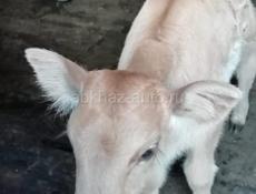 ******