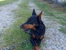 Срочно 13 сотых