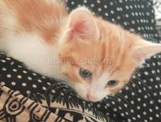 Отдам котёнка в добрые руки