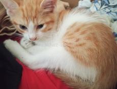 Отдам котёнка в добрые руки