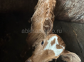 Продам теленка 