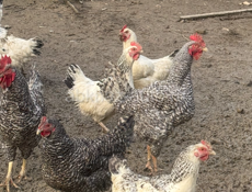 Продаются Куры и Петухи 