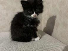 Отдам котят
