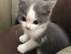 Отдам котят