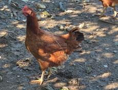 Продаю домашние куры разных пород и цыплята.