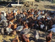Продаю домашние куры разных пород и цыплята.
