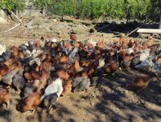 Продаю домашние куры разных пород и цыплята.