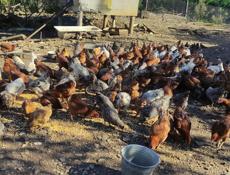 Продаю домашние куры разных пород и цыплята.