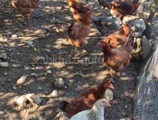 Продаю домашние куры разных пород и цыплята.