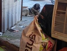 Помогите распространить!!! На рынке по ул Гулия 135 находится большая бездомная собака ( агрессивная итд )  Рядом с продуктовыми магазинами . В какие службы обращаться в данных ситуациях!?