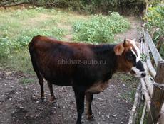 Продаю тëлочку