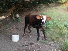 Продаю тëлочку