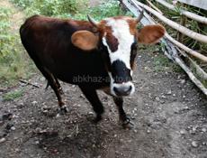 Продаю тëлочку