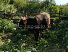 Продаю тëлочку