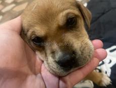 СРОЧНО АККАУНТ ПАБГ 